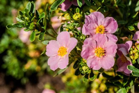 Potentilla – How to Grow and Care for Shrubby Cinquefoil | Garden Design