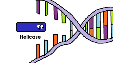 Helicase - DNA Replication