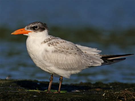 Caspian Tern - eBird