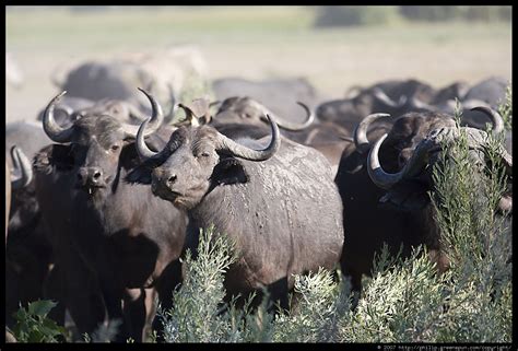 Photograph by Philip Greenspun: buffalo-herd