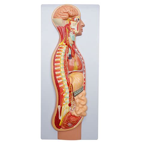 autonomic nervous system model - Realityworks