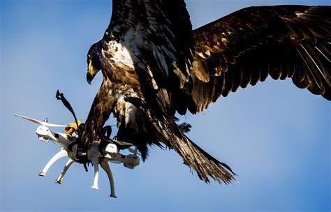 French air force train eagles to take down terrorist drones