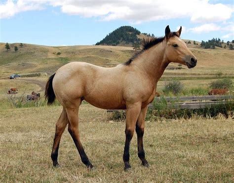 Zainia, Female. Aged 4 months and she is a quarter horse. She is very ...