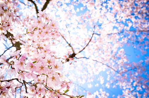 Sakura Flower Wallpaper - WallpaperSafari