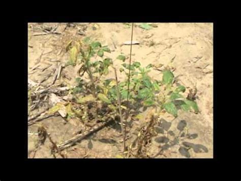 Pigweed Control in Soybean - YouTube