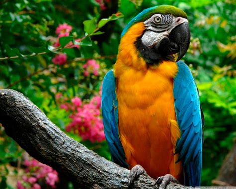 35 Beautiful & Colorful Parrots Wallpaper