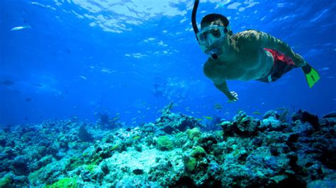 5 Reasons To Go Snorkeling in Grenada - 2024 Guide - EDM Chicago