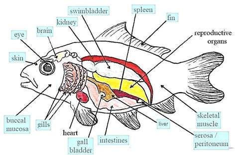 Figure 27 from Myxosporean infections of common carp (Cyprinus carpio) | Semantic Scholar