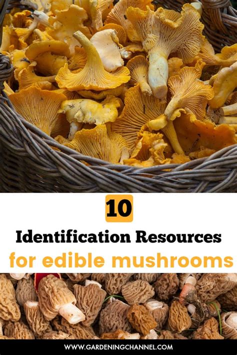 Is This Mushroom Edible? 10 Identification Resources - Gardening Channel