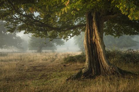 Hatfield Forest | I have been to this location quite a few t… | Flickr