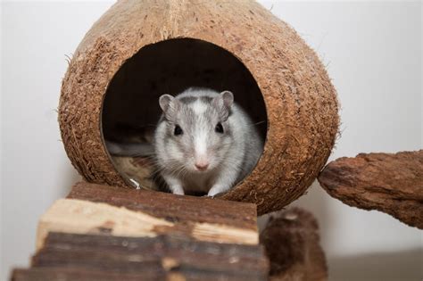 Gerbils as Pets - Training and Handling Gerbils