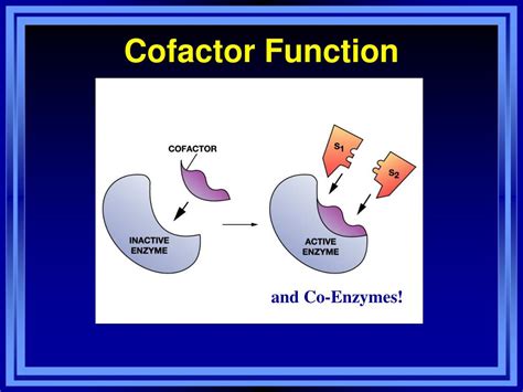 PPT - HL Chemistry - Option B: Human Biochemistry PowerPoint Presentation - ID:89358