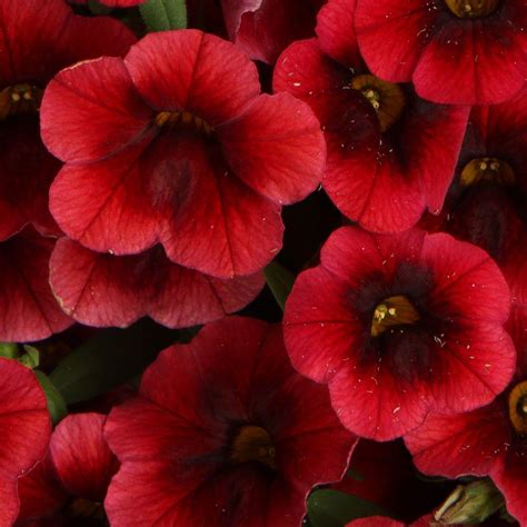 Proven Winners Superbells Pomegranate Punch (Calibrachoa) Live Plant, Deep Red Flowers, 4.25 in ...