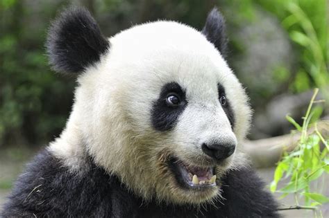 Smiley panda! | Panda, Little panda, Panda bear