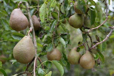 10 of the best fruit crops for shade | Shade tolerant plants, Best ...