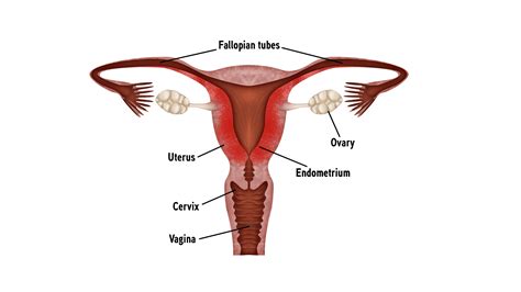 What is the function of the uterus?