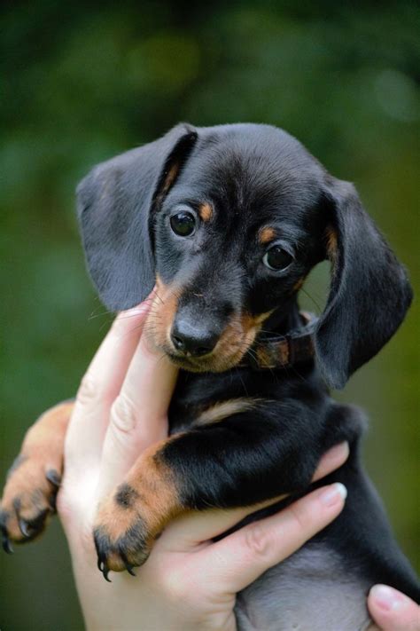 Black Miniature #dachshund Puppy | All Puppies Pictures and Wallpapers- SO CUTE!! | Animais ...