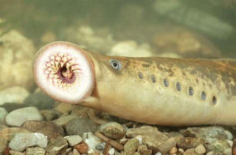 Sea lamprey | agnathan vertebrate | Britannica.com