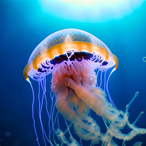 Jellyfish sting feels, types, symptoms, treatment & sensation