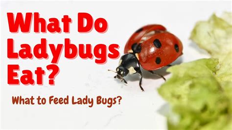 What do Ladybugs Eat - What do Ladybirds Eat - What to Feed Ladybugs ...