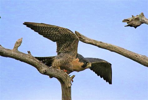 Peregrine Falcon flight 1 Photograph by Mercedes Martishius