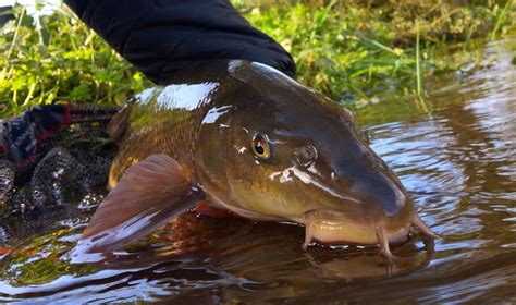 12 Barbel fishing tips - Fishing in Wales