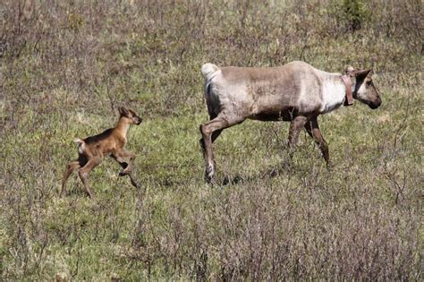 Tribes help bring back declining caribou herd - The Wildlife Society