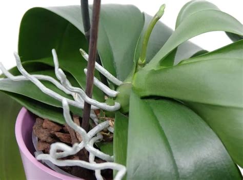 Should Orchid Roots Be Exposed? Little Know Facts About Orchid Roots ...