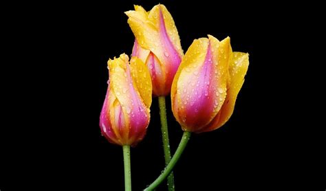 Pink and Yellow Tulips - Image Abyss