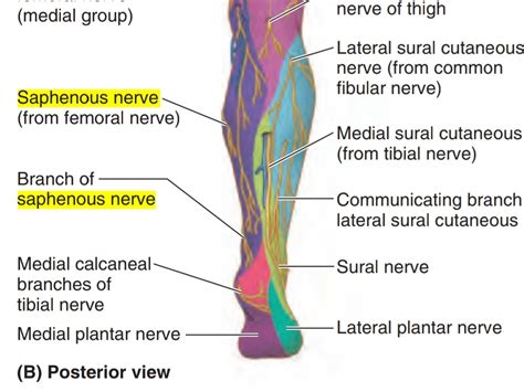 Saphenous nerve