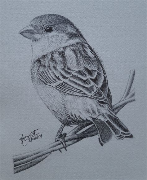 Aggregate more than 69 sparrow sketch images - seven.edu.vn