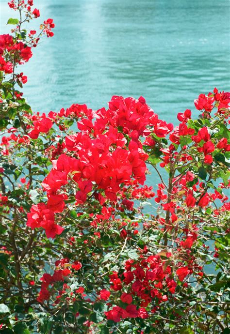 Red Flowers in Miami Beach - Entouriste