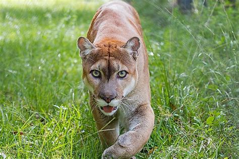 Florida Panther Facts: Animals of North America - WorldAtlas.com