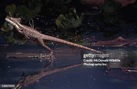 Basilisk Lizard Running On Water Fotografías e imágenes de stock ...