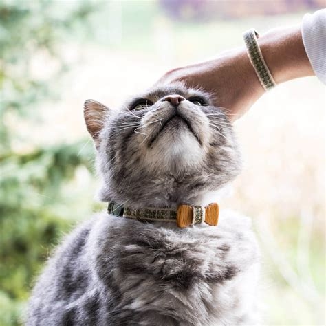 Pettsie Gift Set Orange and Black Cat Collar with Bow Tie and | Etsy