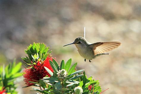 Female Costa's Hummingbird Photograph by Shoal Hollingsworth - Fine Art America