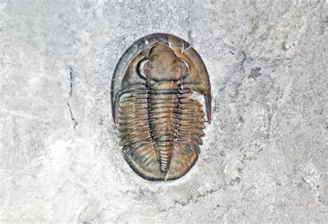 Basidechenella lucasensis (fossil trilobite) (Silica Forma… | Flickr