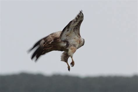 Aquila spilogaster (African Hawk-Eagle) - juvenile | Flickr