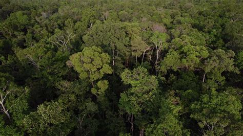 tropicale foresta pluviale baldacchino, aereo biodiversità 36343360 ...