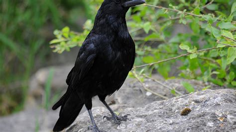 wallpaper raven, bird, beak, wildlife HD : Widescreen : High Definition : Fullscreen