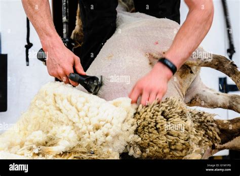 A man uses clippers to shear a sheep fleece at a sheep shearing Stock ...