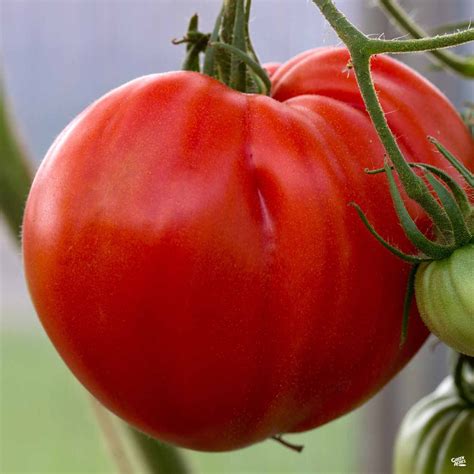 Tomato 'Beef Master' — Green Acres Nursery & Supply