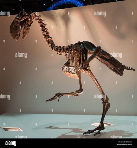 Fossil skeleton of a Terror Bird (Diatryma). Eocene age Stock Photo - Alamy