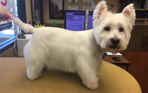 Little modified Westie cut on Cody! Still in my first year so I’d love ...