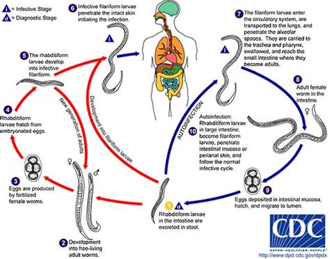 trichuris trichiura life cycle - Căutare Google | Life cycles, Biology ...