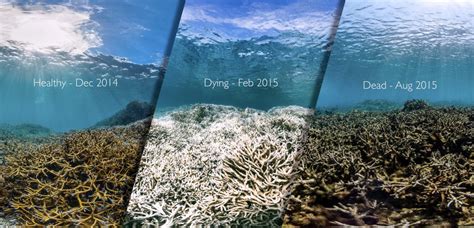 As Coral Bleaching Goes Global, Scientists Fear Worst Is Yet to Come - Inside Climate News