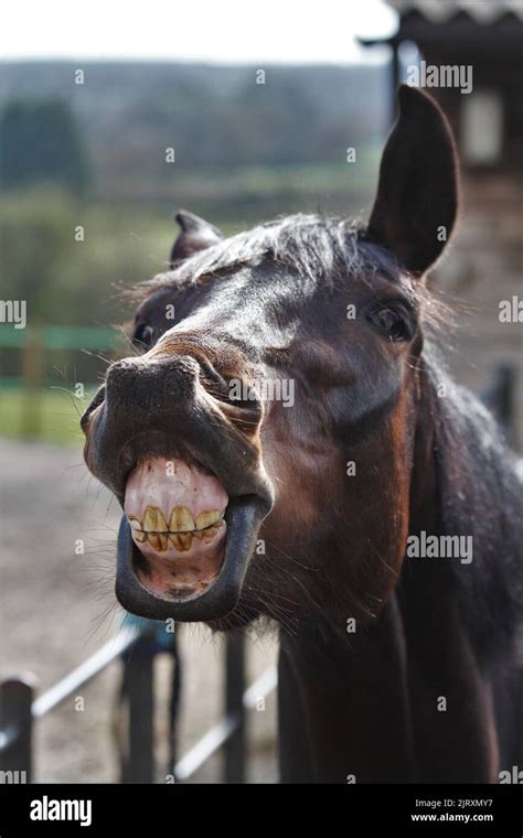 Horse showing their teeth. Horse smiling! Funny horse. Equestrian Stock ...