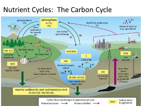 The Carbon Cycle - EARTH'S SYSTEMS