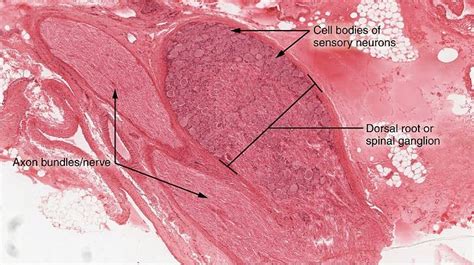 Posterior Dorsal Root