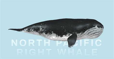 North pacific right whale